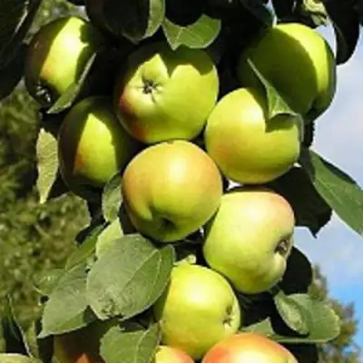 Яблоня ПРЕЗИДЕНТ колонновидная в Кобрине