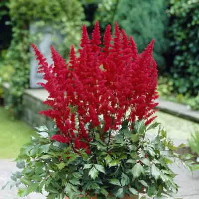 Астильба СПАРТАН Арендса в Кобрине