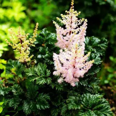 Астильба ЛИЛИПУТ курчавая в Кобрине