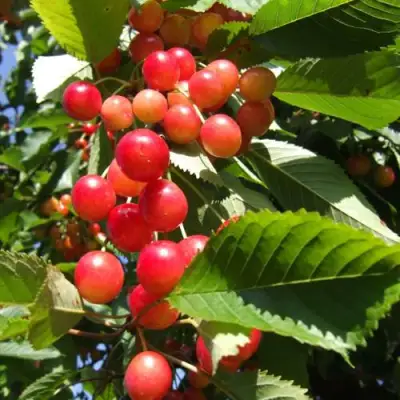 Черешня БРЯНСКАЯ РОЗОВАЯ в Кобрине