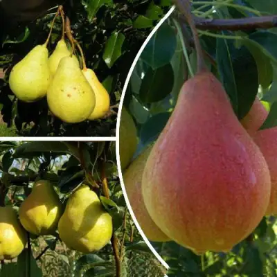 Комплект ТРИ ГРАЦИИ в Кобрине