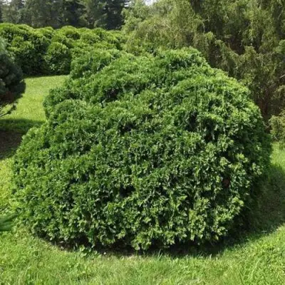 Туя УМБРАКУЛИФЕРА западная в Кобрине