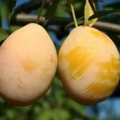 Слива ВАШИНГТОН в Кобрине