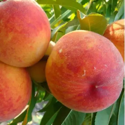 Персик ДИВНЫЙ в Кобрине