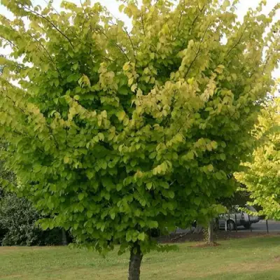 Вяз обыкновенный в Кобрине