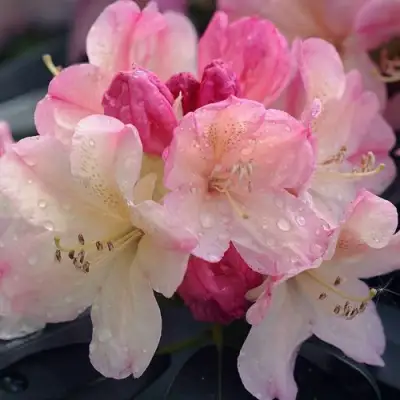 Рододендрон ПЕРСИ ВАЙСМАН в Кобрине