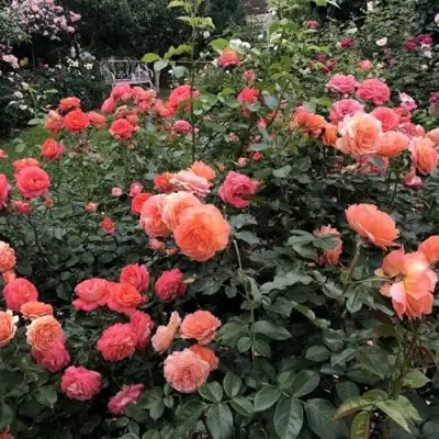 Роза БЕЛЬВЕДЕР шраб в Кобрине