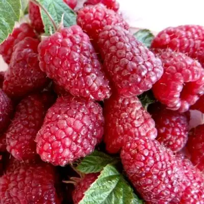 Малина КАСКАД ДЕЛАЙТ в Кобрине