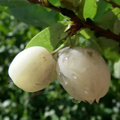 Голубика СНЕГУРОЧКА в Кобрине