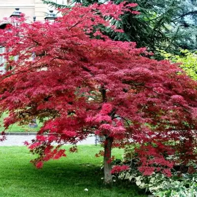 Клен пальмолистный в Кобрине