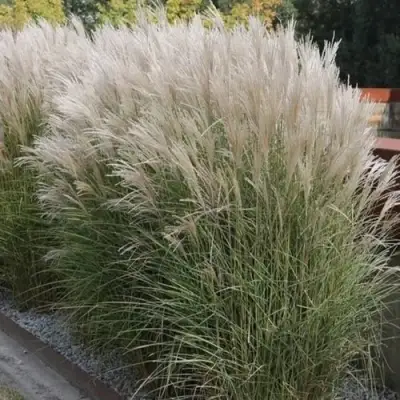 Мискантус КЛЯЙН СИЛЬБЕРСПАЙН китайский  в Кобрине