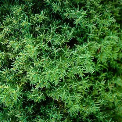 Туя ТЕДДИ западная в Кобрине