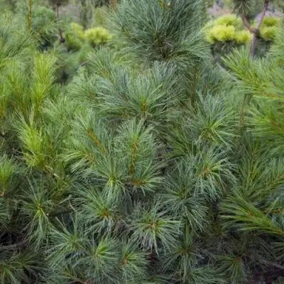Сосна АРМАНДИ в Кобрине
