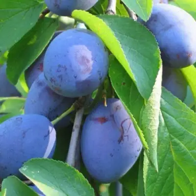 Слива ПЕРДРИГОН в Кобрине