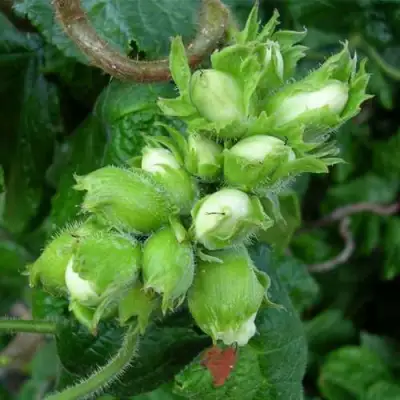 Фундук ВЕББА ЦЕННЫЙ в Кобрине