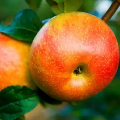 Яблоня АБРИКОСОВАЯ в Кобрине