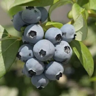 саженцы голубики