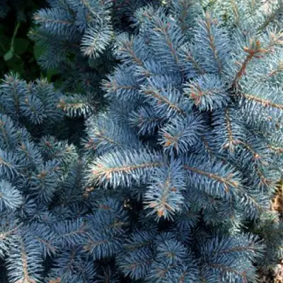 Ель МАДЖЕСТИК БЛЮ колючая в Кобрине