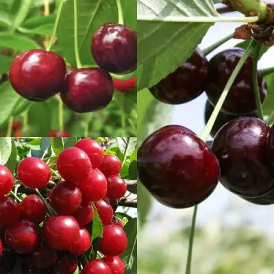 Комплект ВИШНЕВЫЙ САД в Кобрине