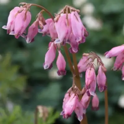 Дицентра изящная в Кобрине