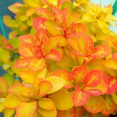 Барбарис САММЕР САНСЕТ тунберга в Кобрине