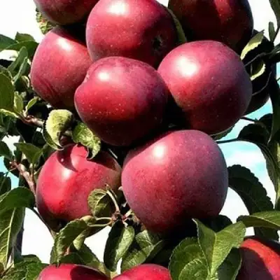 Яблоня СОЗВЕЗДИЕ колонновидная в Кобрине