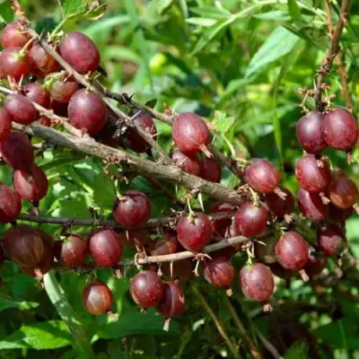 Крыжовник ОЛАВИ (ХИННОНМАЕН ПУНАЙНЕН) в Кобрине