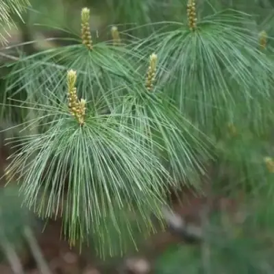 Сосна АРМАНДИ в Кобрине