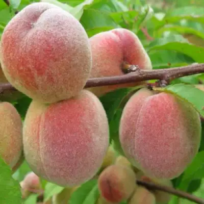 Персик ЕЛГАВСКИЙ в Кобрине