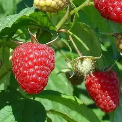 Малина ТАДМОР в Кобрине