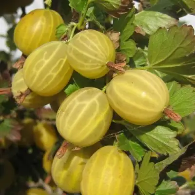 Крыжовник ЯРОВОЙ в Кобрине