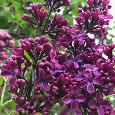 Сирень ЛЮДВИГ ШПЕТ в Кобрине