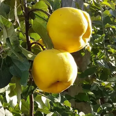 Айва МАРИЯ в Кобрине