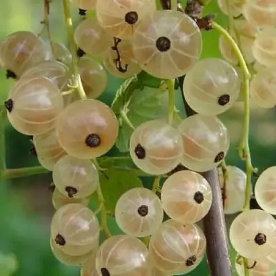 Смородина белая СМОЛЬЯНИНОВСКАЯ в Кобрине