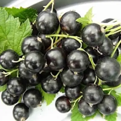 Смородина чёрная ТИТАНИЯ в Кобрине