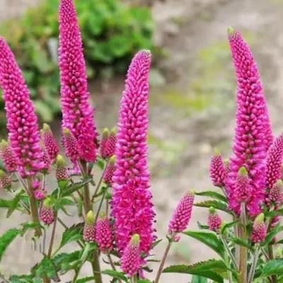 Вероника ФЕРСТ ЛАВ длиннолистная в Кобрине