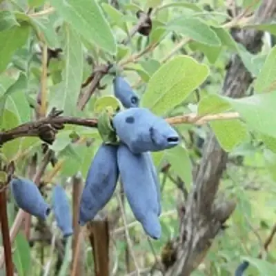 Жимолость съедобная ПУШКИНСКАЯ в Кобрине