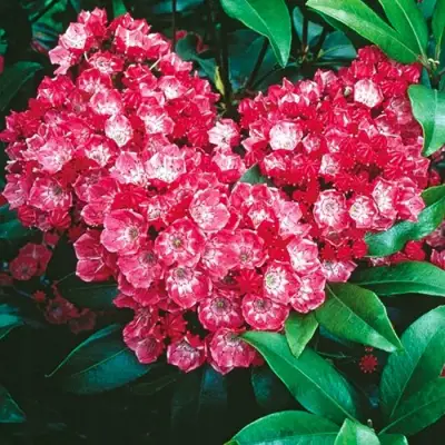 Кальмия КАРДИНАЛ в Кобрине