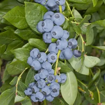 Голубика ЛИБЕРТИ в Кобрине