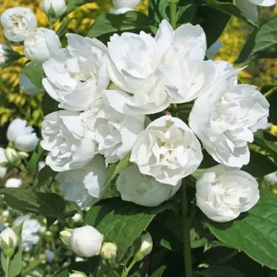 Жасмин махровый в Кобрине