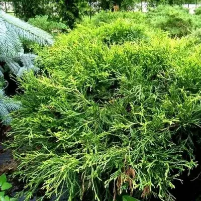 Кипарисовик ФИЛИФЕРА АУРЕА ВАРИЕГАТТА горохоплодный в Кобрине