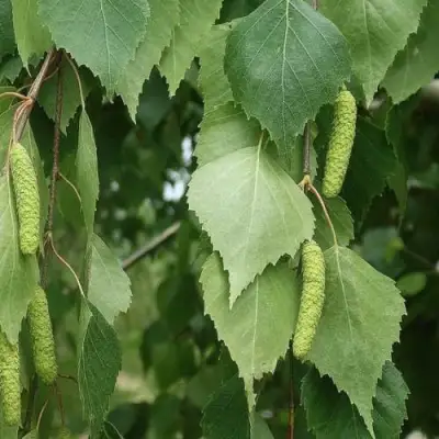 Береза бородавчатая в Кобрине