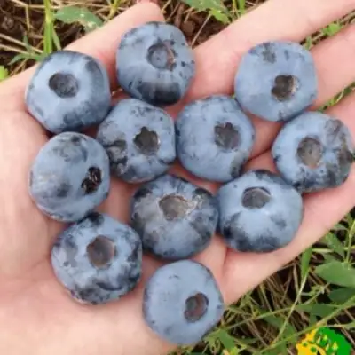 Голубика ЧАНДЛЕР в Кобрине