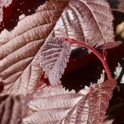 Фундук СИРЕНА в Кобрине