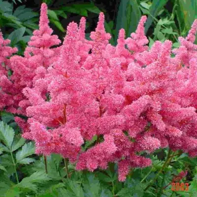 Астильба БОНН японская в Кобрине