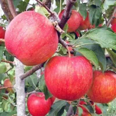 Яблоня ЖЕНЕВА (ЖЕНЕВА ЭРЛИ) в Кобрине