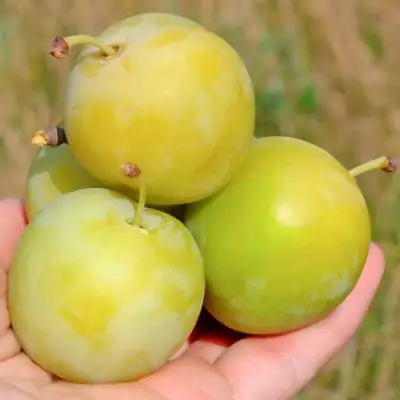 Слива РЕНКЛОД ранний в Кобрине