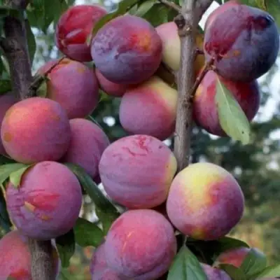 Слива ИМПЕРИАЛ колонновидная в Кобрине