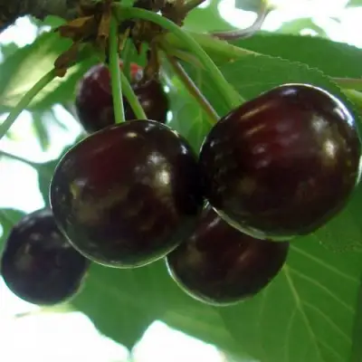 Дюк КСЕНИЯ (ЧЕРЕВИШНЯ) в Кобрине