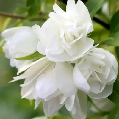 Жасмин МАНТО Д’ЭРМИН в Кобрине